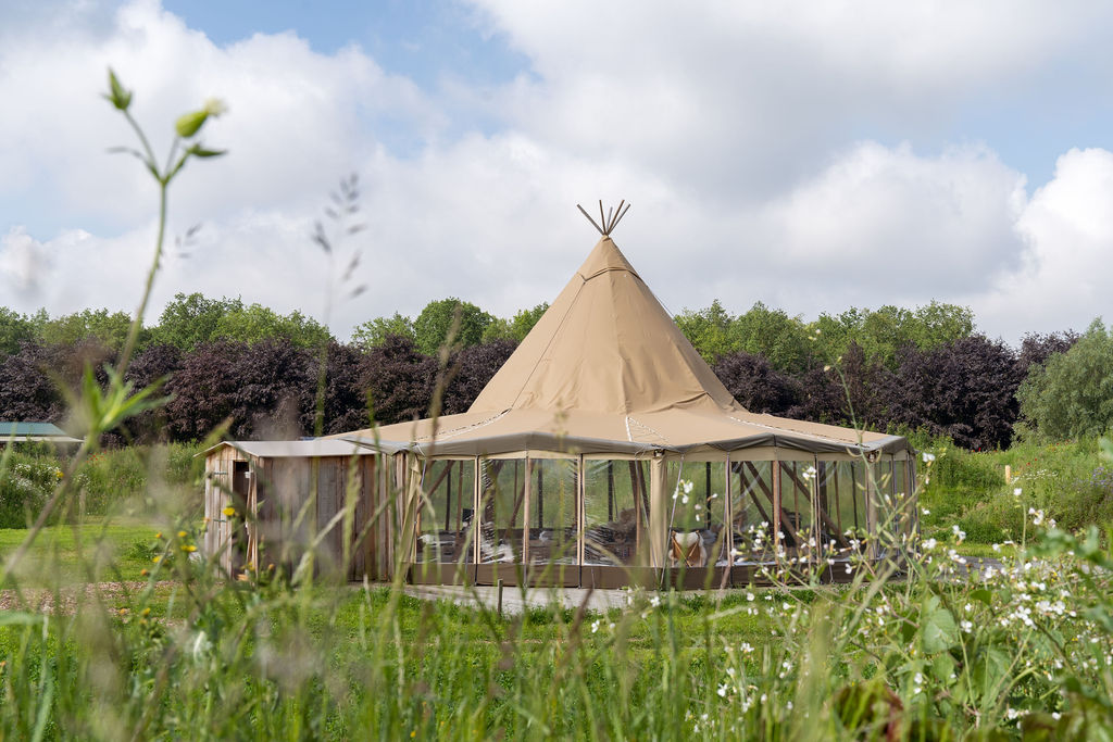 Tipi